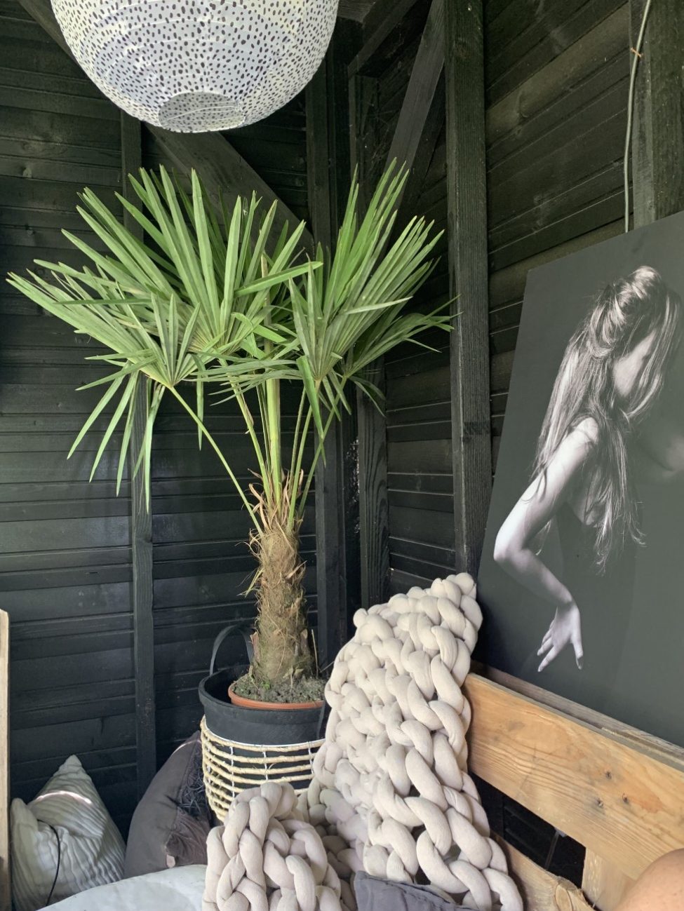 palm