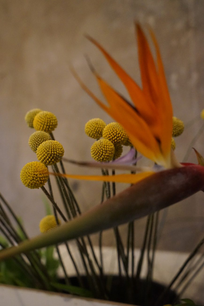 orange flowers