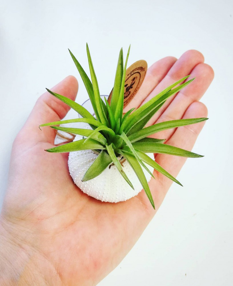 airplant