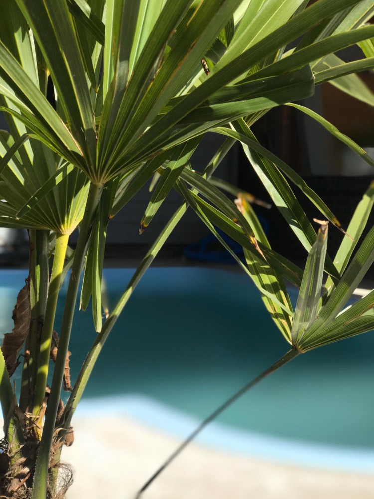 een zwembad in de tuin met palm