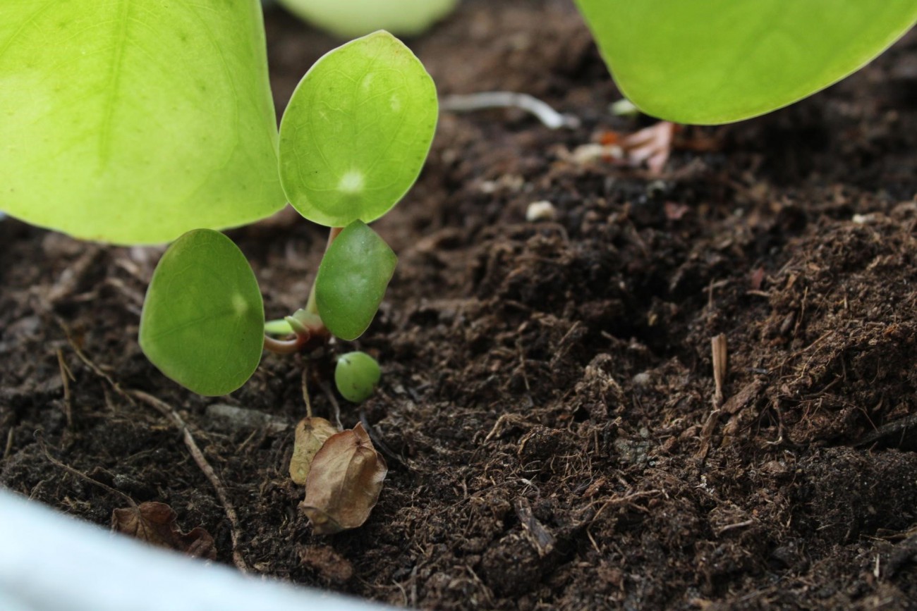 hoe stek je een plant blogger