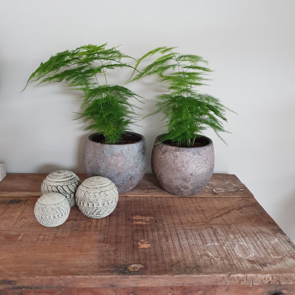 Planten die passen binnen een landelijke stijl interieur 