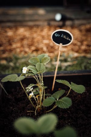 Beginnen met een moestuin