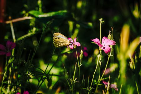 Onze tuin is een bloeiende oase