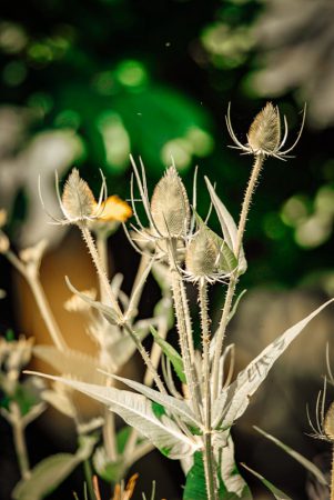 onze tuin vol planten