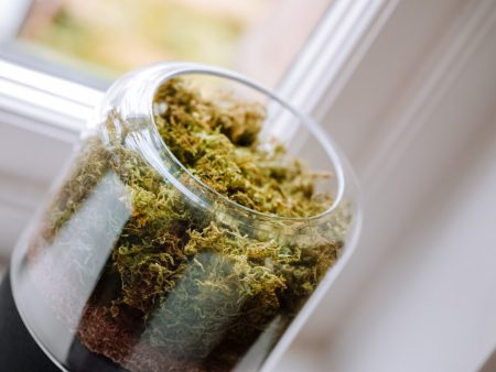 De kracht van planten voor duurzame luchtzuivering