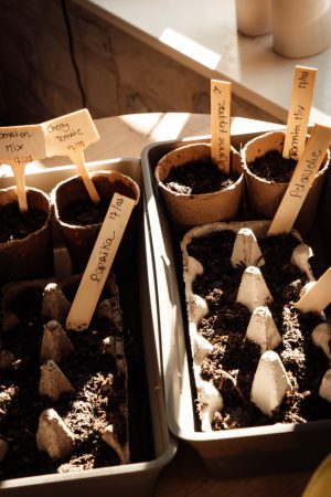 voorzaaien moestuin