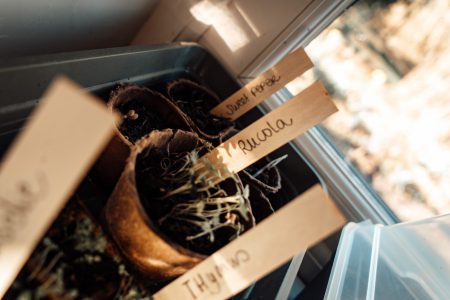 voorzaaien moestuin