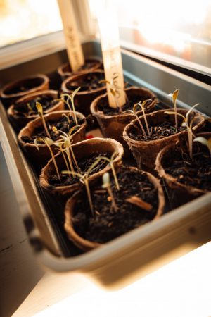 zaaien moestuin