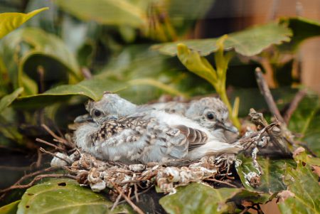 vogels