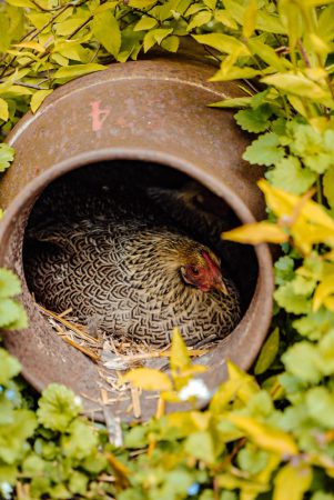 Logeren in een boomhut
