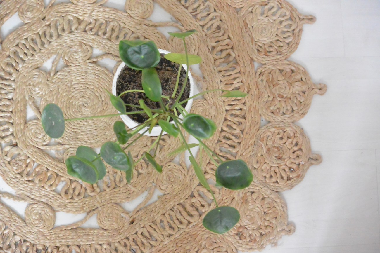 pilea