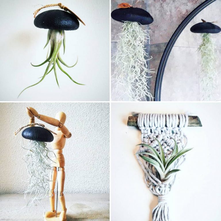 Tot 56% op Set van 5 of 10 Tillandsia luchtplanten | Producten